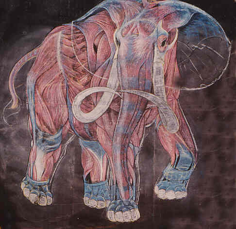 anatomie éléphant
