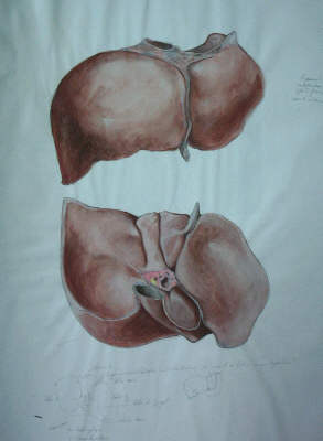 anatomie foie