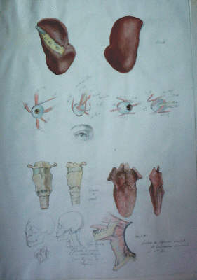anatomie langue oeil